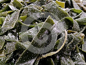 Close up of salted kelp, displayed and sold in supermarkets