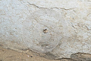 Close up of salticus scenicus jumping spider with a house fly