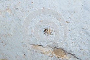 Close up of salticus scenicus jumping spider with a house fly