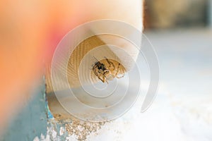 Close up of salticus scenicus jumping spider with a house fly