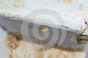 Close up of salticus scenicus jumping spider with a house fly