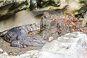 Close up of saltwater crocodile as emerges from water with a toothy grin.