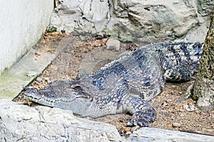 Close up of saltwater crocodile as emerges from water with a toothy grin.