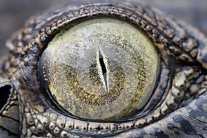 Saltwater Crocodile photo