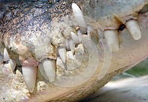 Close up saltwater crocodile mouth&teeth,thailand photo