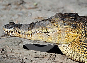 Close up saltwater crocodile,queensland,australia photo