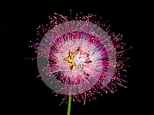 Close up of Samanea saman plant