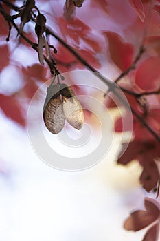 Close up of Samara fruit and red season leaves of Acer Griseum, maple bark or maple bark.