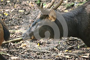 Close up of the sambar deer\'s face