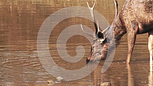 close up of a sambar deer stag drinking at tadoba