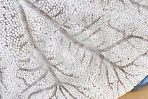 Close up of a sand dollar`s underside