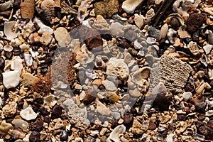 Close up of sand grains and shells on a beach