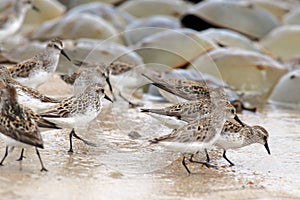 Close up of Sandpipers and Horseshoe Crabs on Delaware Beach in flight