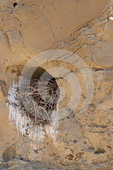 Close Up of Sandstone Bird`s Nest