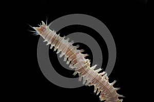 Close up sandworms Perinereis sp., Polychaeta isolated on blac