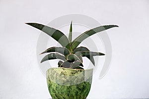 Close-up of Sansevieria, snake plant in green ceramic pot on light background.Concept: growing and caring for decorative plants,