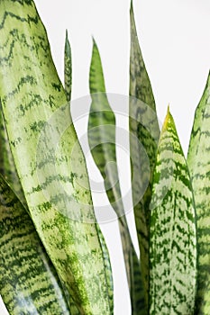 Close up of Sansevieria trifasciata snake plant  with green leaf on white background