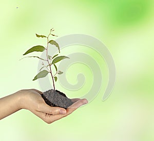 Sapling in hand