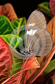 Close-up of a Sara Longwing Butterfly