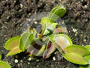 A Close up sarracenia x areolata pitcher plant pitfall trap in a botanical garden.