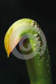 Sarracenia carnivorous plant