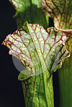 Sarracenia carnivorous plant