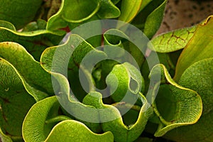 Close-up on a Sarracenia photo