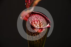 Close-up of a Sarracenia leucophylla flower in a foreground with dark background