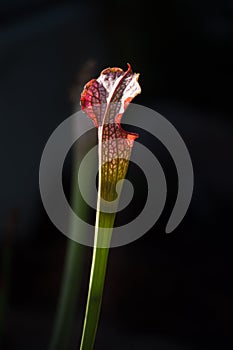 Close-up of a Sarracenia leucophylla flower in a foreground with dark background