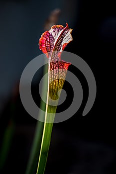 Close-up of a Sarracenia leucophylla flower in a foreground with dark background