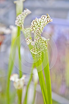 Close up of sarracenia leucophylla raf