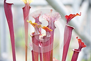 Close up of Sarraceniaceae