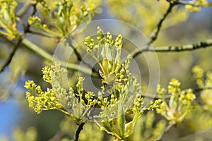 Close Up Sassafras Albidum At Amsterdam The Netherlands 11-4-2020