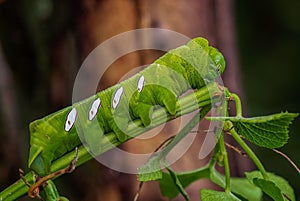 Close-up of a Satellite moth caterpillar, perched atop a leaf