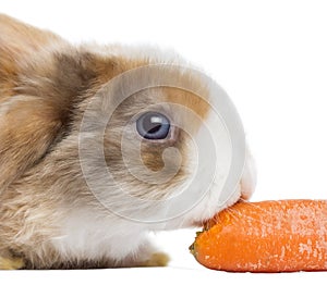 Close-up of a Satin Mini Lop rabbit eating a carrot, isolated