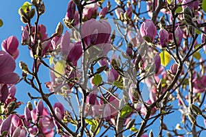 Close up of Saucer Magnolia in bloom with blue sky on background