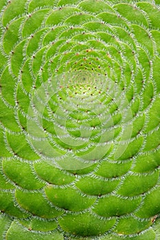 Close-up of Saucer plant Aeonium tabuliforme