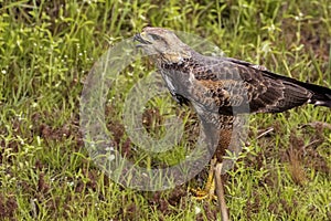 Close-up of a Savanna Hawk with caught frog, Pantanal Wetlands, Mato Grosso, Brazil