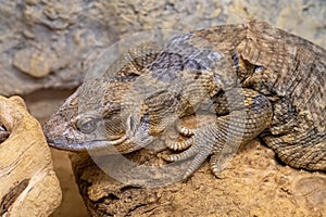 Close up of Savannah Monitor on Sand Background