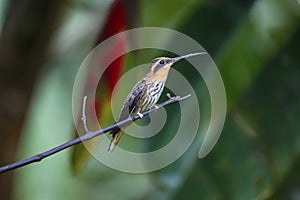 Close-up of a Saw-billed hermit, Folha Seca, Brazil photo