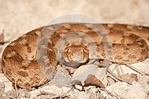 Close up of a saw scaled viper slithering through the wilderness in natural sunlight