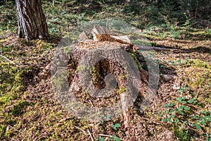 Close up of sawed off trunk of pine tree in forest with sawdust On forest floor in warm sunlight, Germany