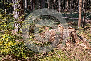 Close up of sawed off trunk of pine tree in forest with sawdust On forest floor in warm sunlight, Germany