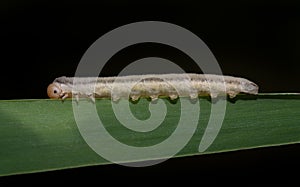 Close-up of a sawfly caterpillar crawling along a green blade of grass. The background is black. There is space for text photo