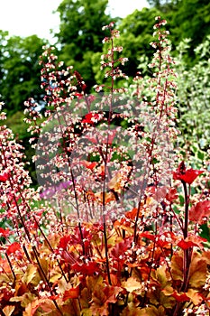 Close up on Saxifragaceae. Heuchera. Marmalade.