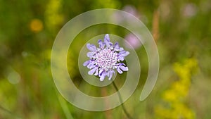 Close up of Scabiosa columbaria Butterlfy Blue.