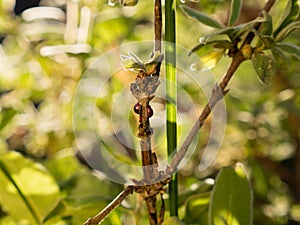 Close up of scale insects