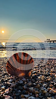 Close-Up of a Scallop Shell on a Beach with a Pier at Sunset