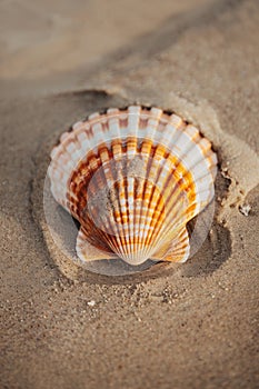 Close-up of a scallop shell on the sand beach.