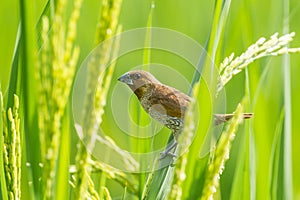 Close up of Scaly-breasted Munia